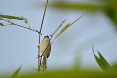 Prinia inornata