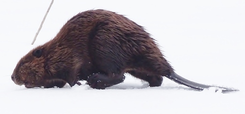 American Beaver photographed in Vermont