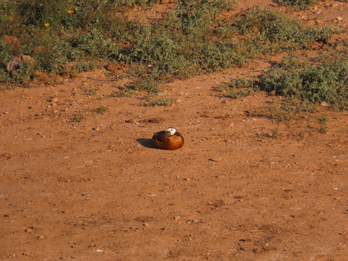 iNaturalist image