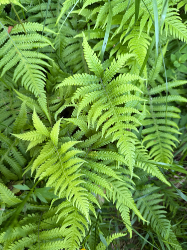 long beech fern