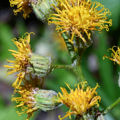 Cacaliopsis nardosmia, photograph (c) Gabriel Campbell-Martinez, some rights reserved (CC BY)