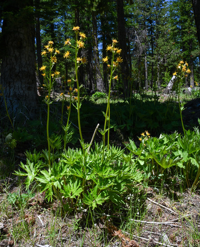 Cacaliopsis nardosmia