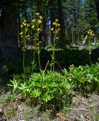 Cacaliopsis nardosmia, photograph (c) Gabriel Campbell-Martinez, some rights reserved (CC BY)
