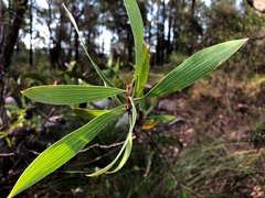Hakea benthamii