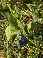 Pentaglottis sempervirens