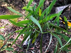 Hakea benthamii