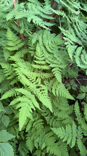 northern oak fern