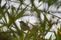Prinia inornata
