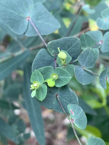 Euphorbia erubescens, 2026-06-21