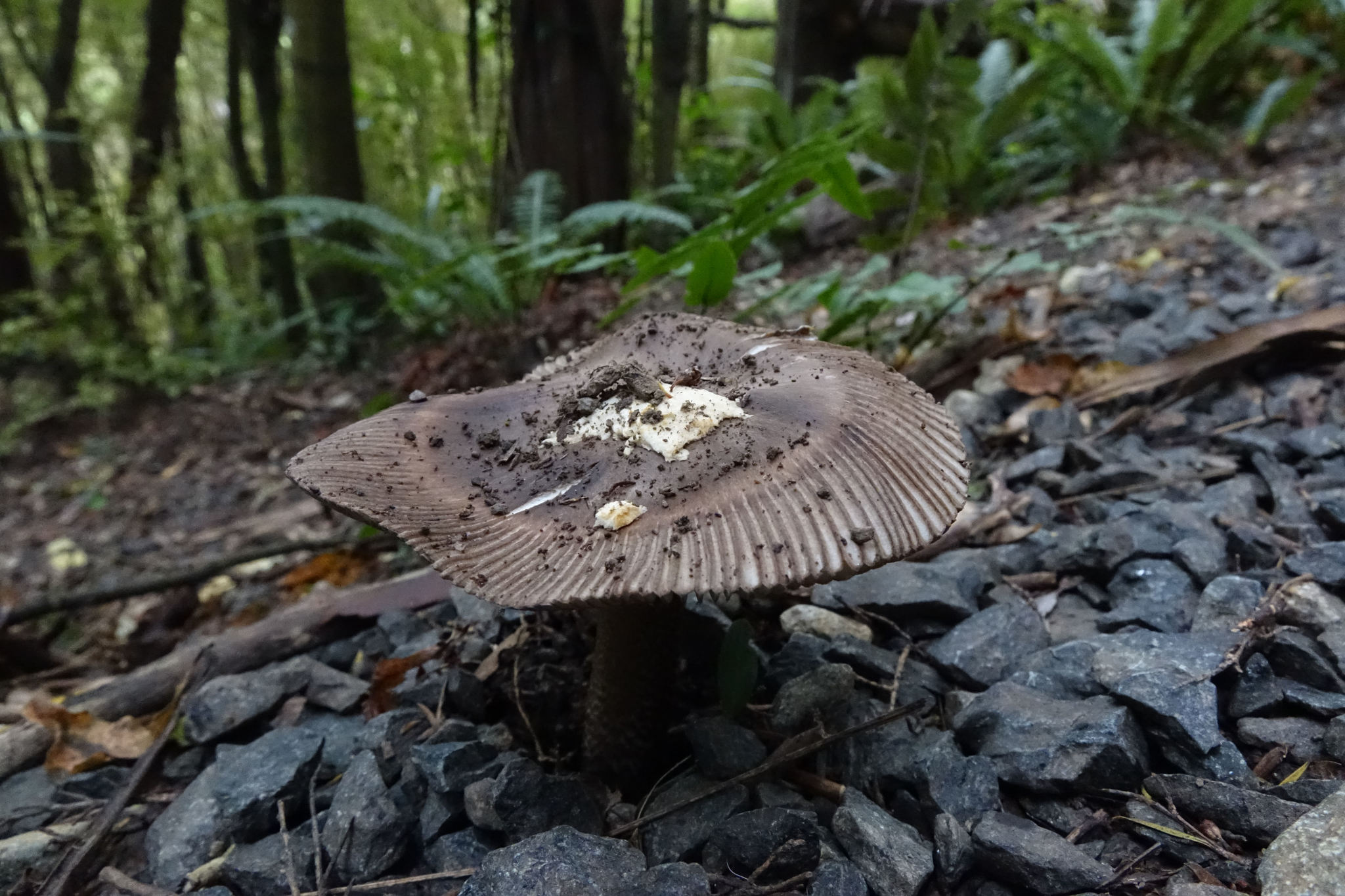Amanita pekeoides image