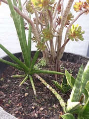 Sansevieria pearsonii