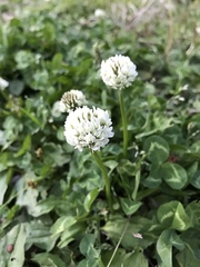 Trifolium repens