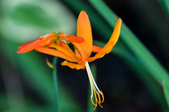 Crocosmia aurea aurea