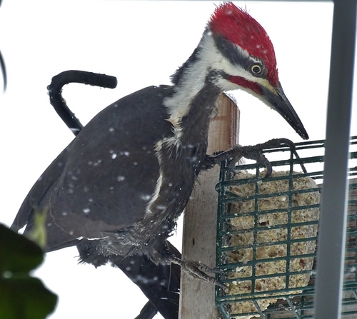 Pileated Woodpecker photographed in Oregon