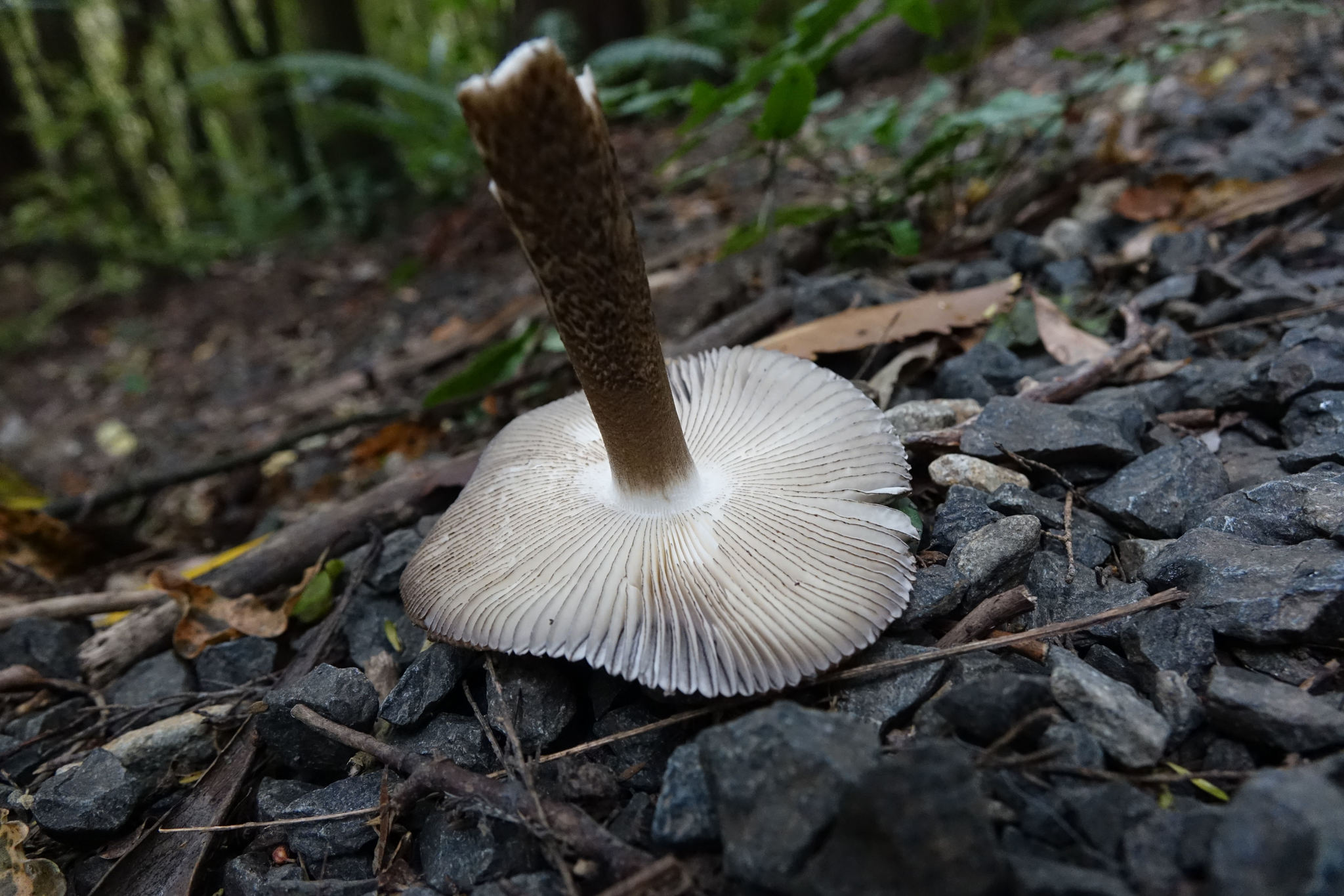 Amanita pekeoides image