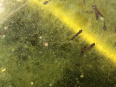 Lissotriton vulgaris