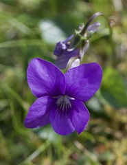 Viola riviniana