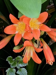 Clivia miniata miniata