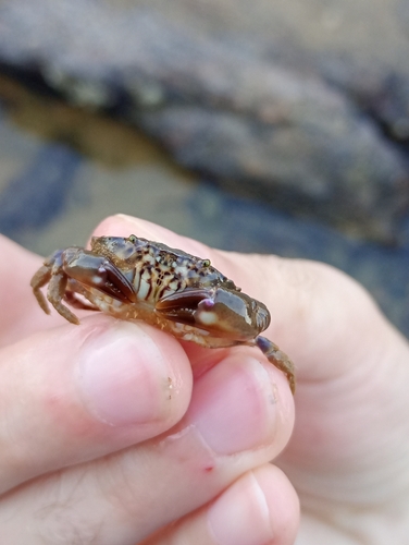 Lobate Mud Crab