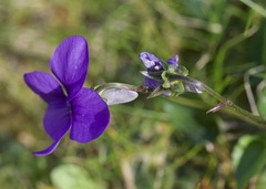 Viola riviniana