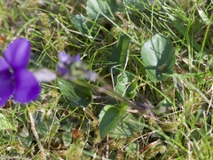 Viola riviniana