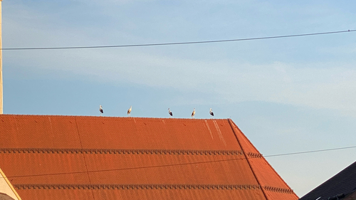 White Stork