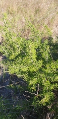 Asparagus capensis