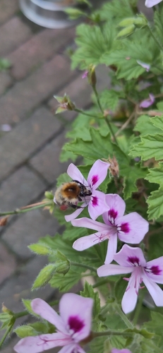 Common Carder Bumble Bee