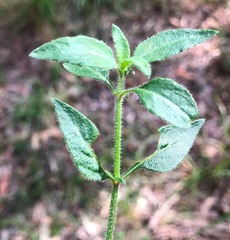Opercularia hispida