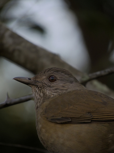 Pale-breasted Thrush