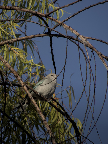 Sayaca Tanager