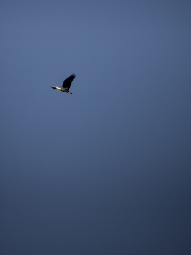 Buff-necked Ibis