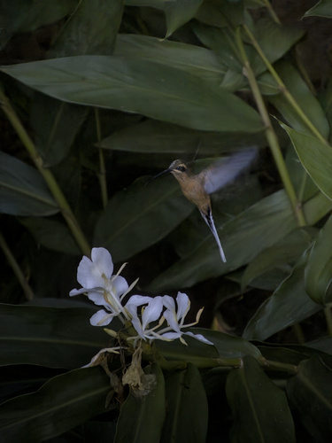 Planalto Hermit