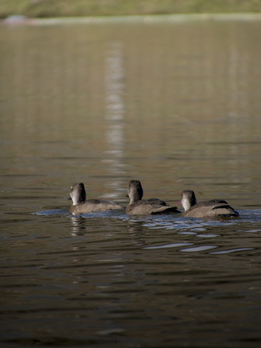 Brazilian Teal