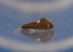 Psychoides filicivora