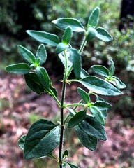 Opercularia hispida