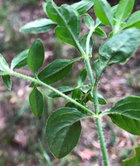 Opercularia hispida