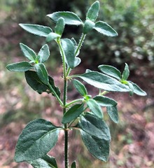 Opercularia hispida