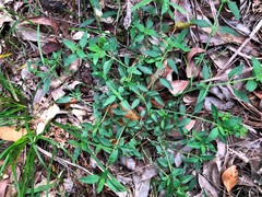 Opercularia hispida