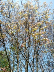 Ulmus