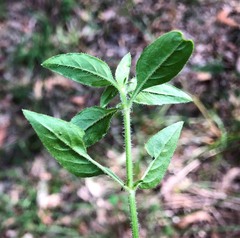 Opercularia hispida