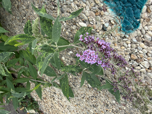 Butterfly bush