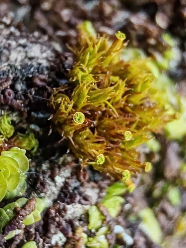 Orthotrichum pumilum observed 2026-06-21