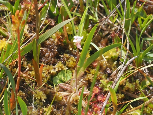 Pinguicula lusitanica
