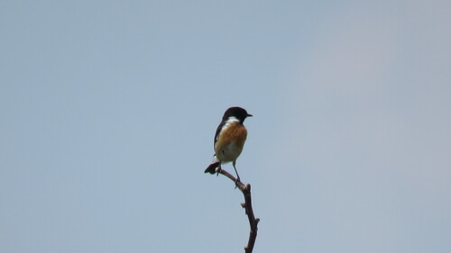 European Stonechat