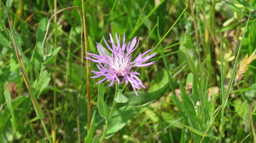 Brown Knapweed