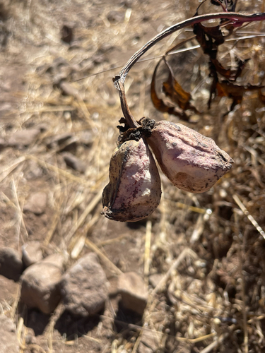 Paeonia californica, photograph 4