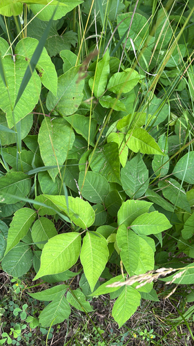 iNaturalist observation photo of Midwestern poison ivy