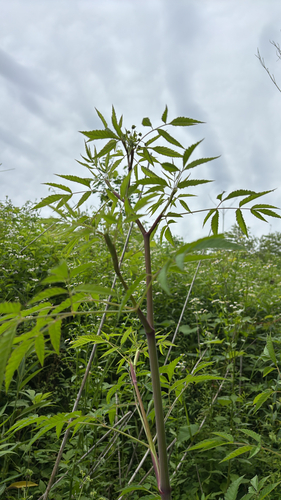 iNaturalist observation photo of water hemlock