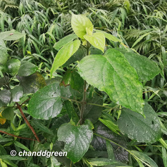 Clerodendrum chinense